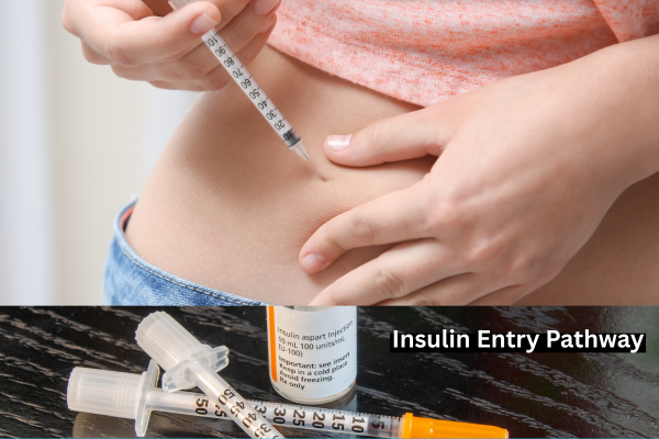 Insulin Entry Pathway